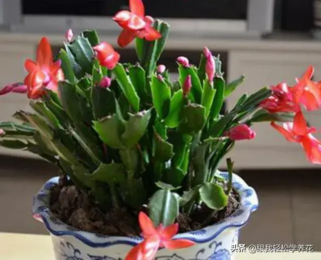蟹爪兰是喜阴植物,还是喜阳植物？