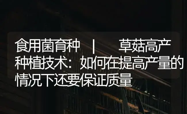 草菇高产种植技术：如何在提高产量的情况下还要保证质量 | 菌菇种植