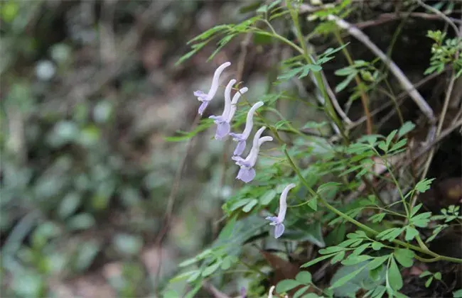 夏季无的栽培技术