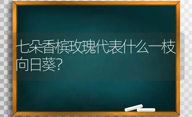 七朵香槟玫瑰代表什么一枝向日葵？ | 绿植常识