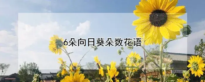 6朵向日葵朵数花语