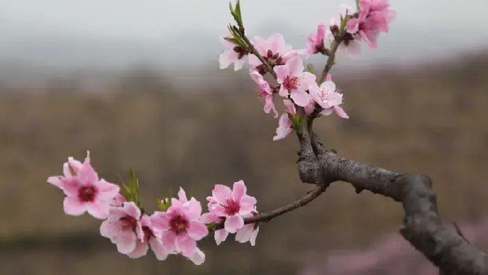 梅花养殖方法和注意事项