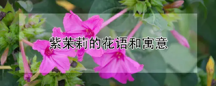 紫茉莉的花语和寓意