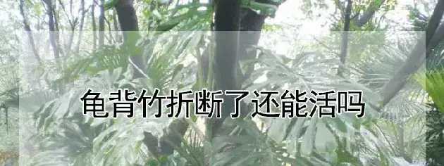 龟背竹折断了还能活吗