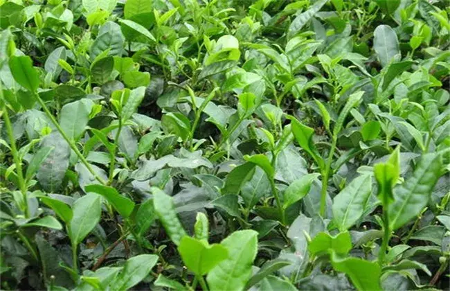 茶叶栽培的小心事项