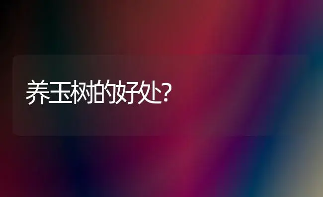 养玉树的好处？ | 多肉养殖