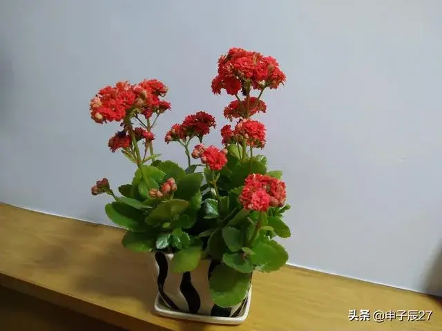 家庭养花养什么品种比较适合,既好养又好看的花？