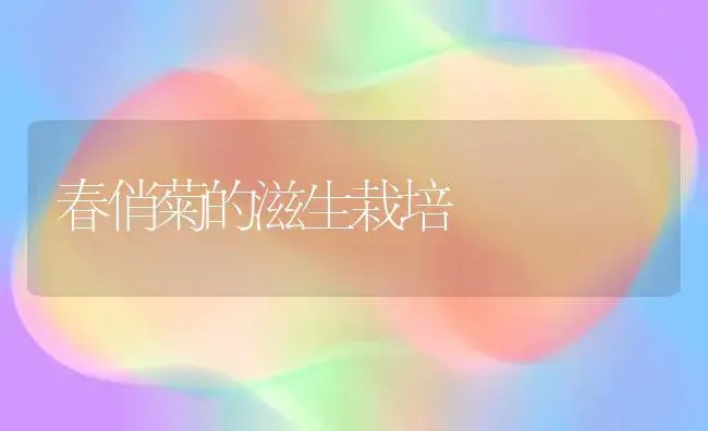 春俏菊的滋生栽培 | 家庭养花