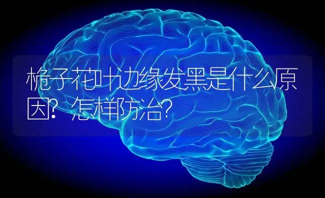 桅子花叶边缘发黑是什么原因?怎样防治？ | 绿植常识