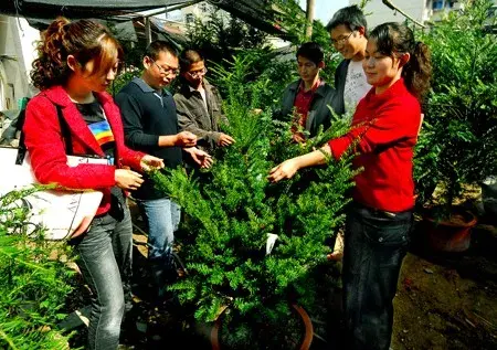 盆栽施肥 | 红豆杉盆景的施肥方法