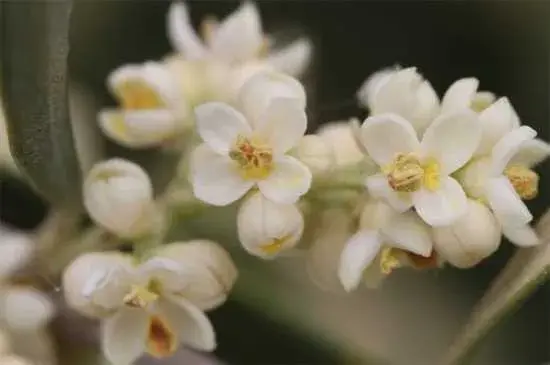 橄榄花花的花语 橄榄花的传说