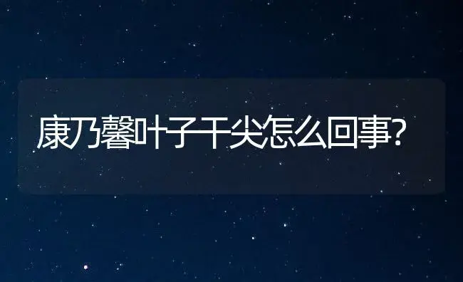 康乃馨叶子干尖怎么回事？ | 绿植常识