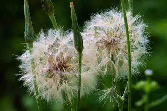 蒲公英的花语 蒲公英的象征意义