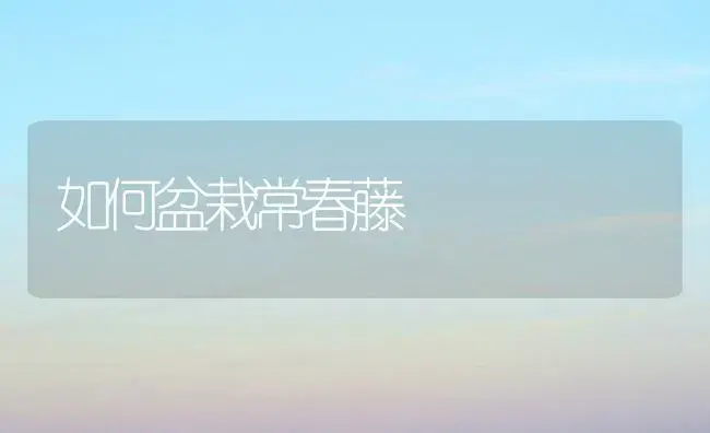 如何盆栽常春藤 | 家庭养花