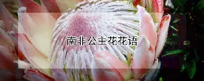 南非公主花花语