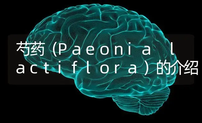 芍药（Paeonia lactiflora）的介绍 | 特种种植