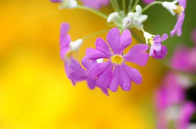 樱花草的花语是什么，有哪些传说故事(花语大全)