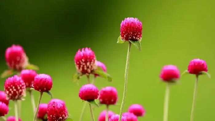 千日红花语和寓意