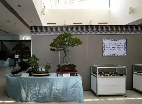 苏派盆景 | 吉佩龙苏派盆景艺术展开幕