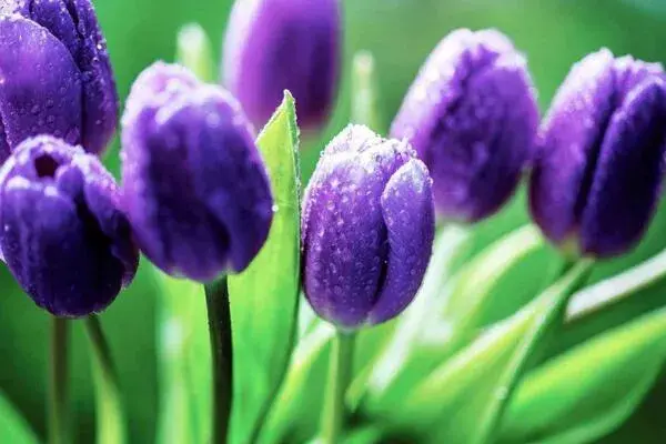 郁金香花语，不同颜色的郁金香花语不同