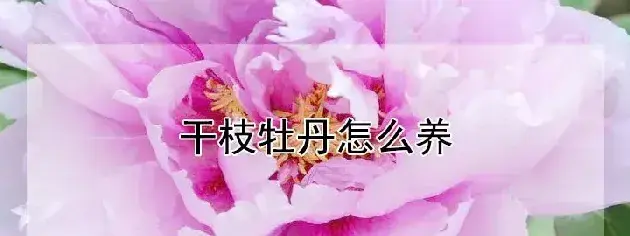 干枝牡丹怎么养