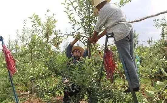 苹果树四季整形修剪的技术要点