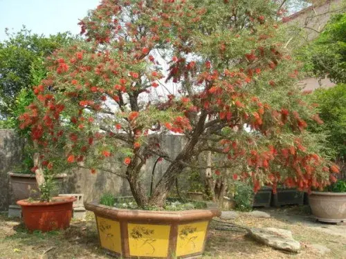 花卉果蔬盆景 | 盆栽串钱柳栽培技术