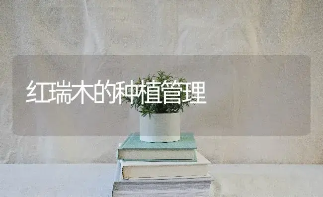 红瑞木的种植管理 | 特种种植