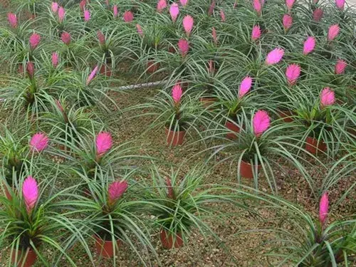 花卉果蔬盆景 | 铁兰的栽培方法