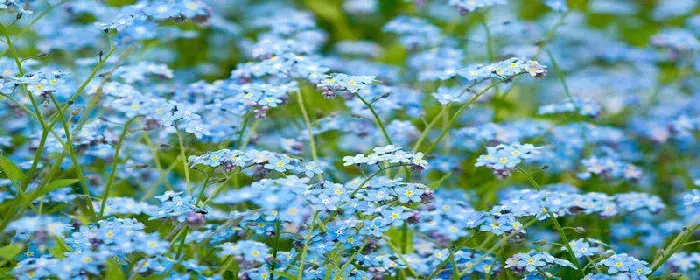 星辰花的花语和寓意 星辰花花语象征与寓意