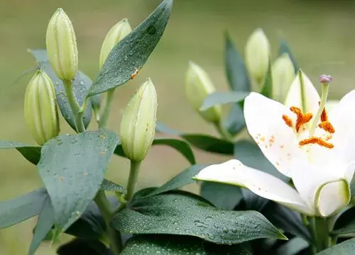 表示温柔的花 花语是温柔的花