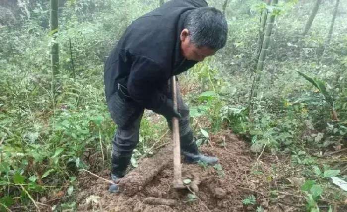 湖南省新宁县崀山镇：生态天麻丰收 扎牢产业根基