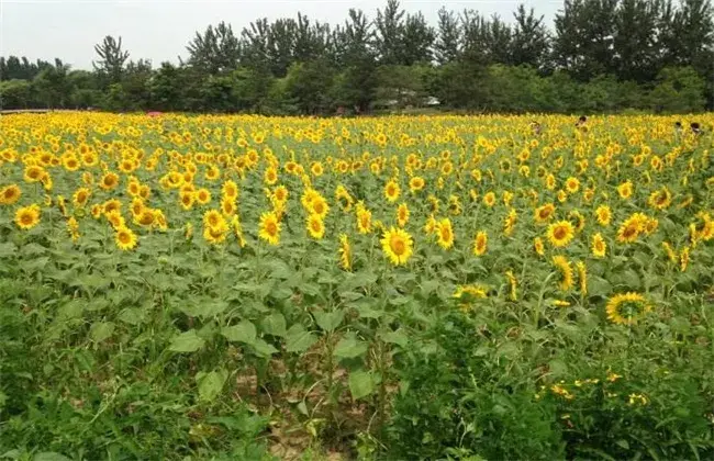 向日葵花蕾期的管理要点