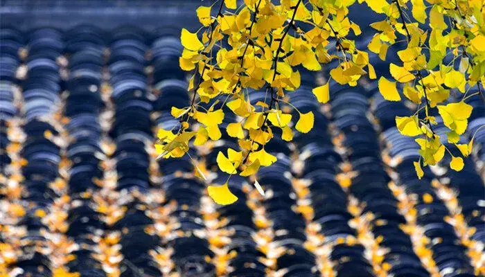 银杏的花语 银杏的花语是什么