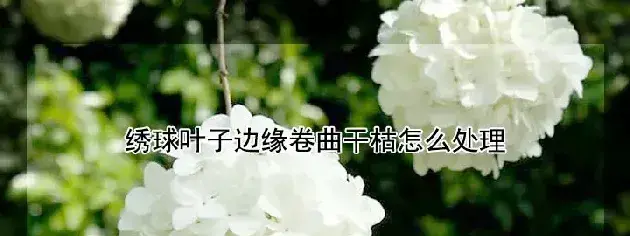 绣球叶子边缘卷曲干枯怎么处理