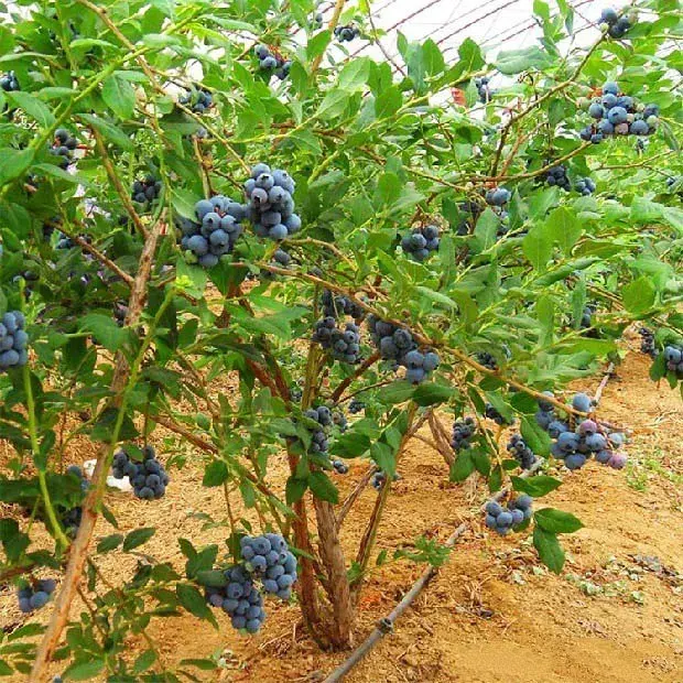 种植蓝莓对土壤有哪些要求？