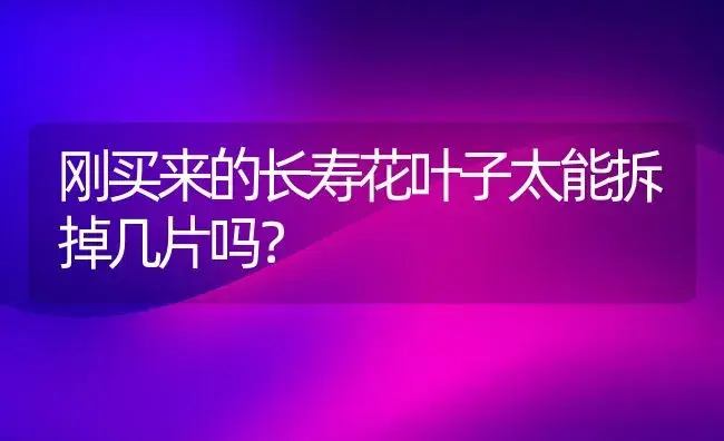 刚买来的长寿花叶子太能拆掉几片吗？ | 多肉养殖