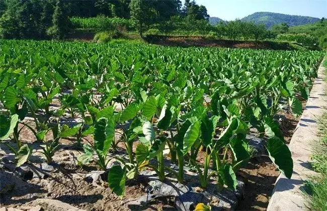 香芋怎么种好