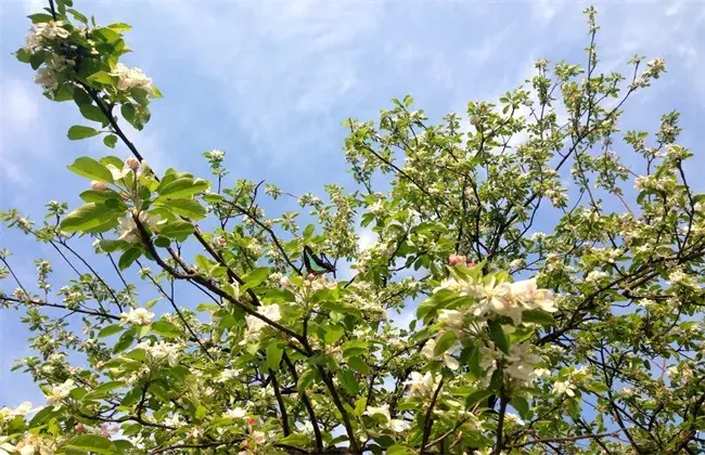 5月苹果管理技术要点