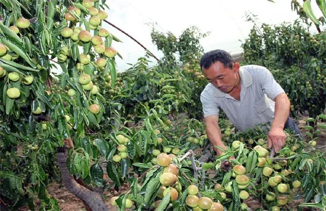 冬枣的病虫害防治和治疗