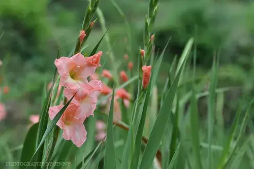 剑兰花象征什么 剑兰花的花语