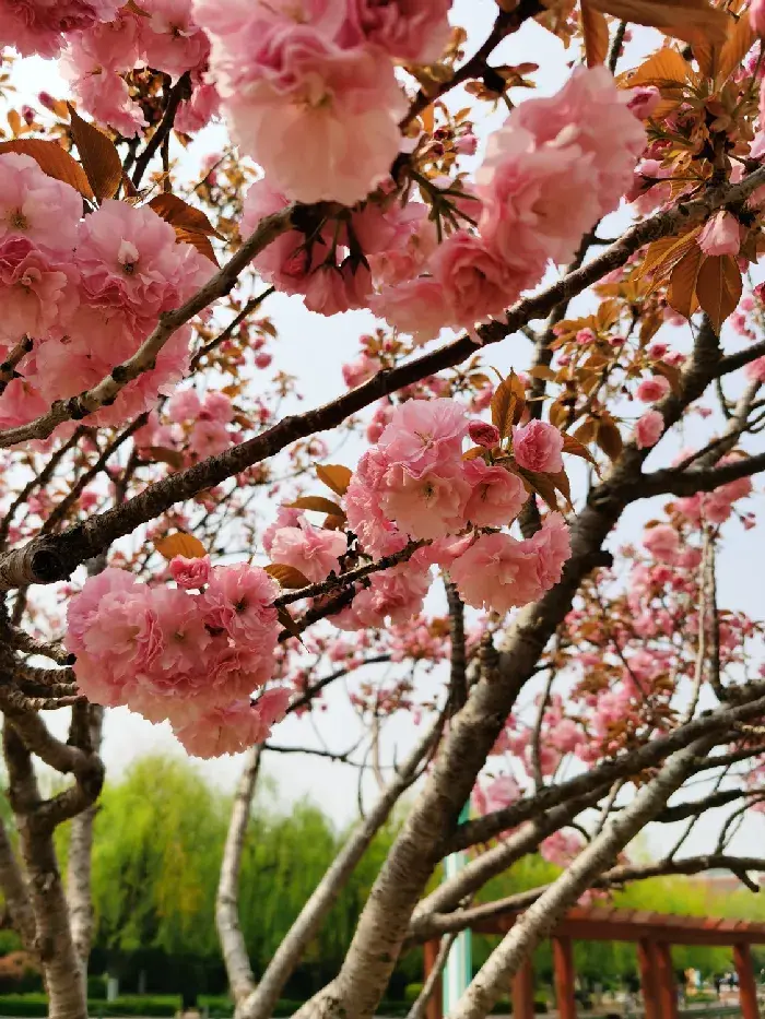 樱花的花语与寓意是什么