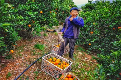 橙子什么时间种最好？附详细栽培对策