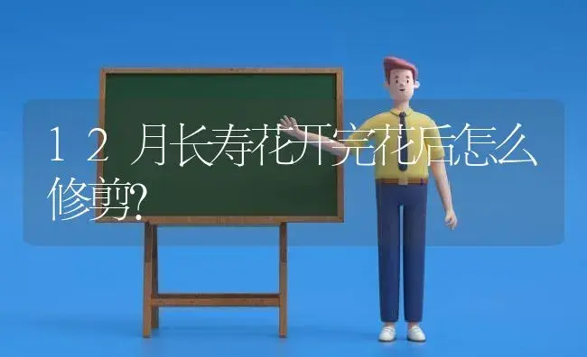 12月长寿花开完花后怎么修剪？ | 多肉养殖