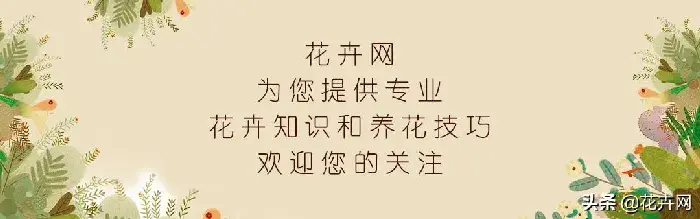 蟹爪兰是喜阴植物,还是喜阳植物？
