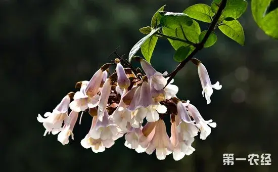 泡桐花有哪些颜色？泡桐花的花语及图片