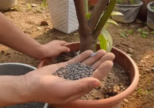 盆栽施肥 | 盆栽桂花施什么肥最好