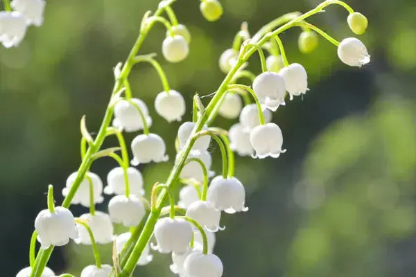 白铃兰的花语和寓意