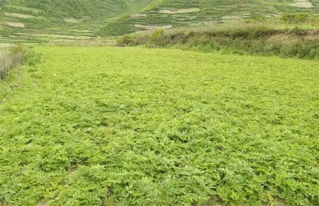 羌活栽培的堤防事项