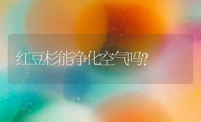 红豆杉能净化空气吗？ | 家庭养花